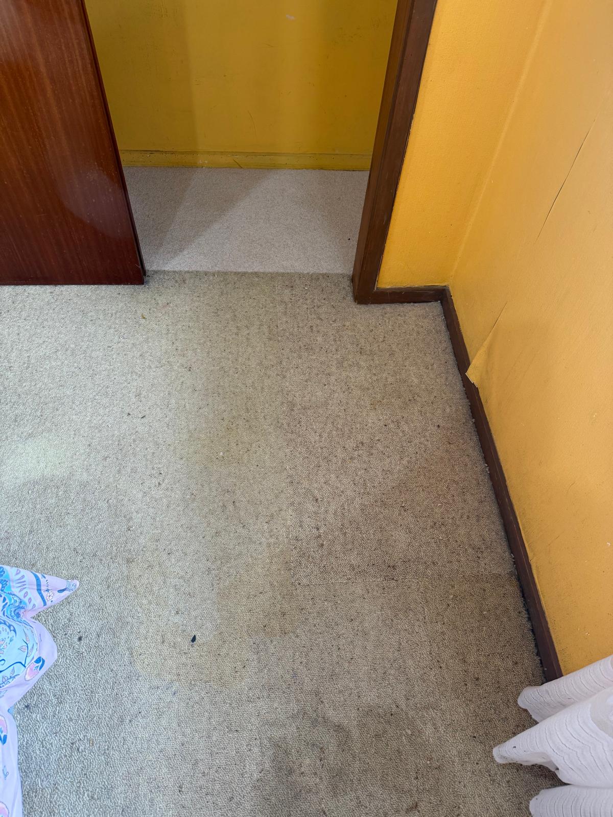 Clean beige carpet leading through the doorway into the cupboard after treatment
